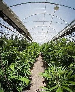 Licata, in undici serre c'erano 2,6 tonnellate di cannabis: un arresto