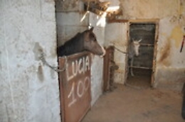 Nesima, nelle stalle abusive cavalli  per le corse clandestine e per la macellazione