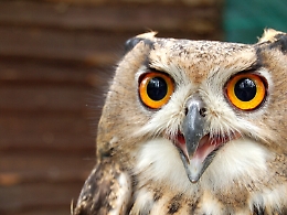 A Villa Borghese, l'ospedale della Lipu per gli animali selvatici