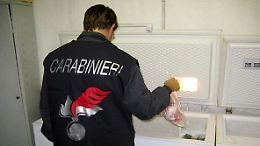 Siracusa, controlli nei ristoranti in Ortigia: nel mirino il pesce mal conservato