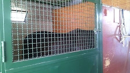 Picanello, in un'area trovati pezzi di un'auto rubata e cavalli maltrattati