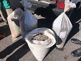 Pescatori di frodo nell'Oasi del Simeto: sequestrati 240 kg di telline