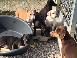 Catania, un progetto per l'adozione di cuccioli al Nord: da Enpa e Comune nuova strategia contro il randagismo