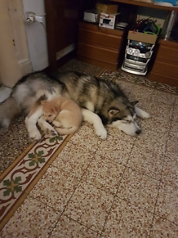 Ho preso due cani al canile di Palermo ma non ho ricevuto il contributo promesso