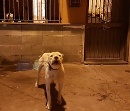Catania, dogo argentino in catene lungo la strada: denunciati proprietari