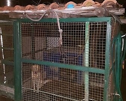 Gabbie abusive per cani al Villaggio Dusmet: scattano 7 denunce