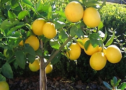 Agrinsieme, rischio malattie da agrumi provenienti da fuori Ue