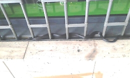 Catania, panico per un serpente in viale Jonio: recuperato dai vigili del fuoco