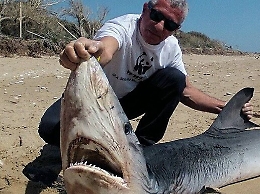 Squalo spiaggiato dopo combattimento nell'Agrigentino