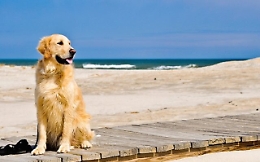 Con Fido al mare, ma in Sicilia ci sono spiagge attrezzate?