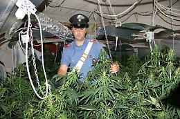 Partinico, in una villetta semiabbandonata una piantagione di marijuana