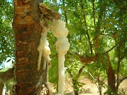 La manna non piove solo dal cielo, nelle Madonie è quasi un'industria