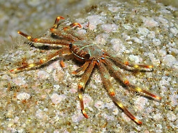 Dalle alghe tossiche ai pesci velenosi, l'invasione aliena del Mediterraneo: le 10 specie più infestanti