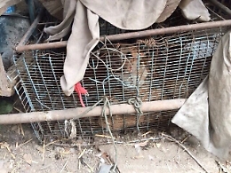 A Palermo il mattatoio clandestino che macellava anche con metodo islamico