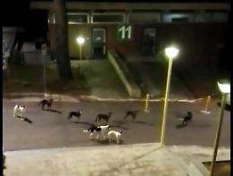 Notti di paura al Policlinico di Catania per un branco di cani randagi