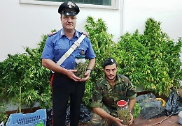 Biancavilla, scoperta una piantagione di canapa indiana