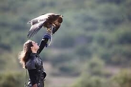 Dai gufi alle aquile parata di rapaci, Enna sarà capitale della falconeria