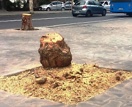 Catania, Free Green Sicilia denuncia «assurdo scempio di 5 pini storici»