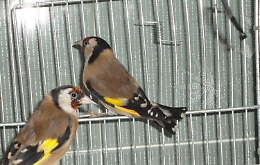 Palermo, 26 cardellini hanno ritrovato la libertà