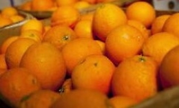 Distretto degli agrumi di Sicilia, progetti aperti al territorio