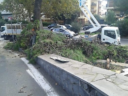 Catania circonvallazione: taglio decisionale dei maestosi e storici alberi