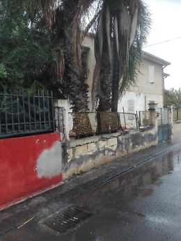 Catania: alberi a rischio crollo al Villaggio Santa Maria Goretti