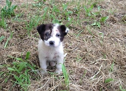 Pachino attonita: impiccato Bruno, un cagnolino adottato da quartiere