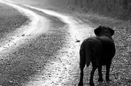 "Diavoli" nel Siracusano, ad un cane mozzate la testa e le quattro zampe