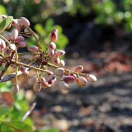 Caudullo,  qui il pistacchio di Bronte da questione di famiglia è diventato un  brand internazionale