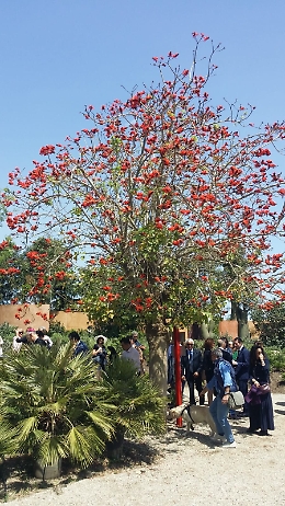 L'arte verde al Radicepura Garden Festival