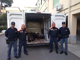 Palermo, in un furgone una tonnellata di tonno rosso "irregolare"