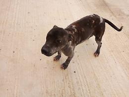 Brandon e Saba, randagi e maltrattati. Ma adesso &laquo;basta con la vita da cani&raquo;