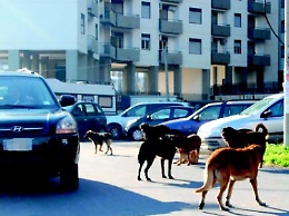 Cani randagi: da settembre a Catania cattura e degenza