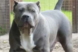 Marsala, cinque pitbull dentro box abusivi nel parco pubblico