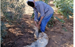 Partinico: prende a bastonate una cagnolina randagia portandola alla morte