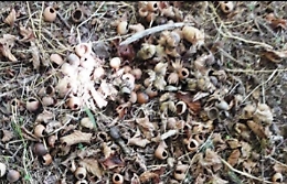 Nebrodi, nei noccioleti solo gusci svuotati dai ghiri