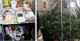 Piantagione di marijuana in casa, arrestati suocera e genero