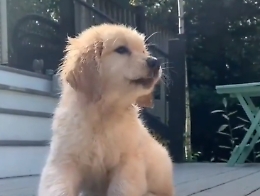Il cucciolo di Golden retriever ghiotto di limone: neanche fosse zucchero