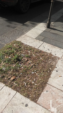 Catania: siringhe nelle aiuole di corso Italia