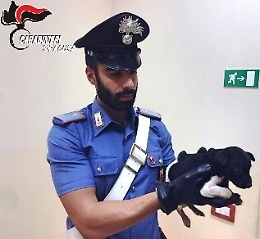 Augusta, il blitz dell'animalista che ruba il cane a un anziano