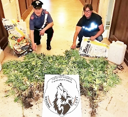 Pedara, piantagione di marijuana in un terreno demaniale: arrestato