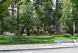 Canicattì, palma con punteruolo rosso si spezza nella villa comunale