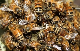 Palermo, sciame d'api tiene in ostaggio passanti e negozi