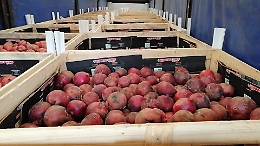 Respinto a Palermo un carico di melograni da succo dalla Tunisia