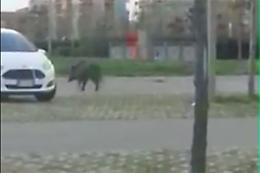 Palermo, un cinghiale si aggira nel parcheggio del centro commerciale