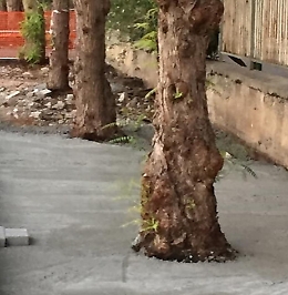 Palermo, cemento attorno ai tronchi degli alberi: cittadini denunciano