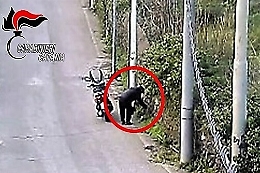 Gravina, nasconde droga tra arbusti e muri in pietra: preso durante prelievo