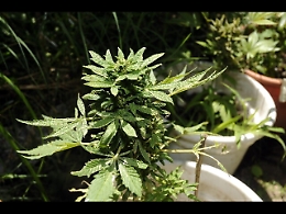 Mantero (M5s) presenta un ddl per legalizzare la coltivazione di marijuana: «Non fa male»