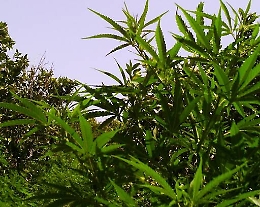 Canicatt&igrave;, coltivava canapa nel giardino di casa: arrestato trentenne