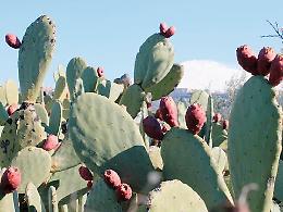 Dai fichidindia un olio benefico: la frontiera del "petrolio verde"